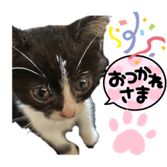 [LINEスタンプ] イエネコ。ベビちゃんver.