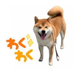 [LINEスタンプ] 柴犬 陸くんの画像（メイン）