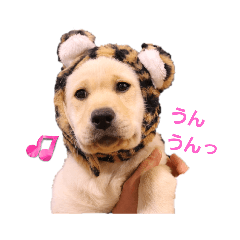 [LINEスタンプ] ハイテンション こむぎ