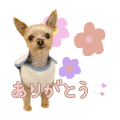 [LINEスタンプ] ヨークシャーテリアのキキのスタンプ