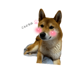 [LINEスタンプ] うちの柴犬マル