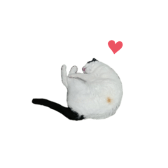 [LINEスタンプ] お兄ちゃんの可愛いねこたち