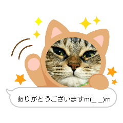 [LINEスタンプ] 真顔ねこ〜ありがとう〜