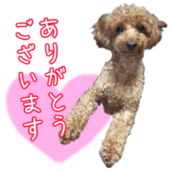 [LINEスタンプ] トイプードル・いろはの日常 2