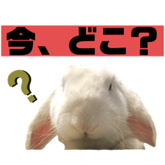 [LINEスタンプ] 可愛いうさぎロップイヤー 日常挨拶編の画像（メイン）