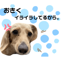 [LINEスタンプ] おきくスタンプ★