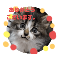 [LINEスタンプ] 癒やしのネコちゃん、いい顔してるね。