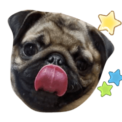 [LINEスタンプ] パグゆきちくん