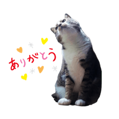 [LINEスタンプ] ちゃちゃまるくん♡