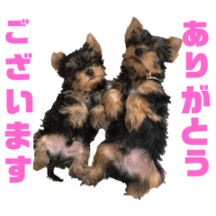 [LINEスタンプ] 可愛いリアルヨーキー 子犬