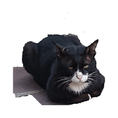 [LINEスタンプ] 【バンコク動物編】ミーシュカひとり旅