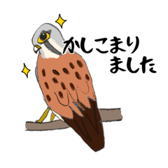 [LINEスタンプ] チョウゲンボウが主役！