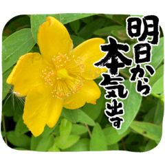 [LINEスタンプ] 花好きのためのスタンプ2