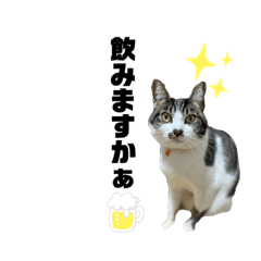 [LINEスタンプ] ごま太郎の日常スタンプ
