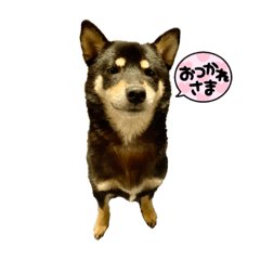 [LINEスタンプ] くろしばの杏