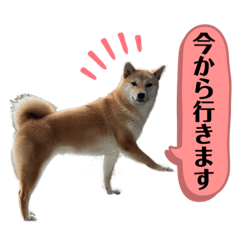 [LINEスタンプ] 柴犬スタンプver.ヒナ