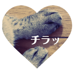 [LINEスタンプ] 保護ネコのあっちゃん様