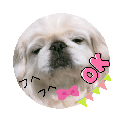 [LINEスタンプ] ワンちゃん小鉄ペキニーズの画像（メイン）