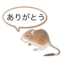 [LINEスタンプ] 食べ続ける齧歯類