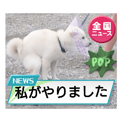 [LINEスタンプ] 豆柴マメ太の日常2
