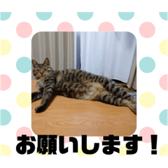 [LINEスタンプ] ひなひなニャン