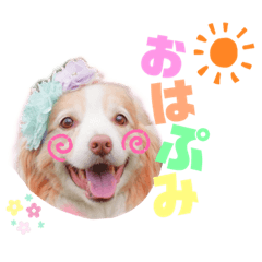 [LINEスタンプ] ボーダーコリー『ぷらむ』
