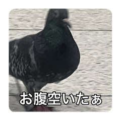 [LINEスタンプ] 二階堂の愉快な仲間達 Vol.1