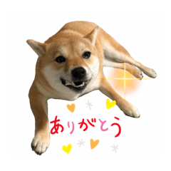 [LINEスタンプ] 柴犬 ころなちゃん