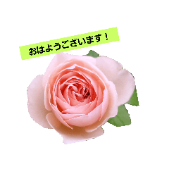 [LINEスタンプ] 花好きのためのフォトスタンプ