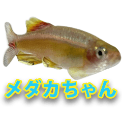 [LINEスタンプ] メダカちゃんの日常