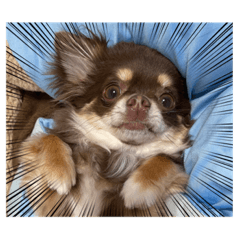 [LINEスタンプ] 私のお犬様（うに）III