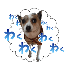 [LINEスタンプ] ちょっぴり関西風吹かすこむぎのスタンプ