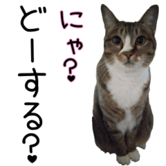 [LINEスタンプ] キジトラ猫のりんちゃん2