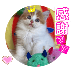 [LINEスタンプ] ねこまーち NKM22 わたぐも王子