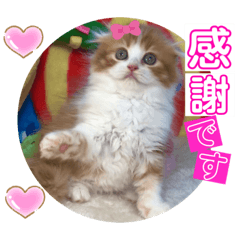 [LINEスタンプ] ねこまーち NKM22 あめいろプリンセス