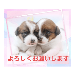 [LINEスタンプ] ジャックラッセルテリアの日常挨拶