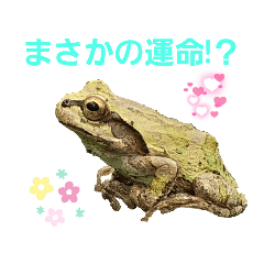 [LINEスタンプ] 野生のカエル3(愉快！？)