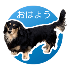 [LINEスタンプ] ダックスの挨拶スタンプ