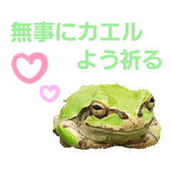 [LINEスタンプ] 野生のカエル2(カエル語録)