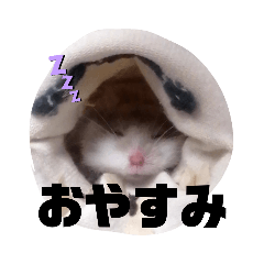 [LINEスタンプ] しろくまちゃんちのハムスター4