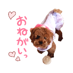 [LINEスタンプ] プードル犬マロン4
