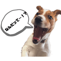 [LINEスタンプ] Jack_Russell_Terrier_