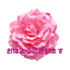 [LINEスタンプ] 日常の一言に薔薇の花を添えての画像（メイン）