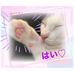 [LINEスタンプ] ジジキキちゃん