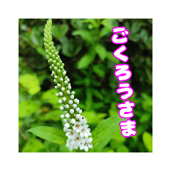 [LINEスタンプ] ご挨拶 山野草を添えて 2