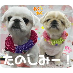 [LINEスタンプ] アネムとズズ