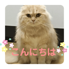 [LINEスタンプ] 毎日使える猫のあいさつスタンプ2