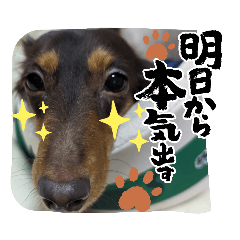 [LINEスタンプ] kokoa〜♪♪