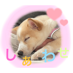 [LINEスタンプ] 保護犬小春のスタンプ