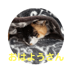 [LINEスタンプ] 神戸弁の 野良猫のミケにゃん